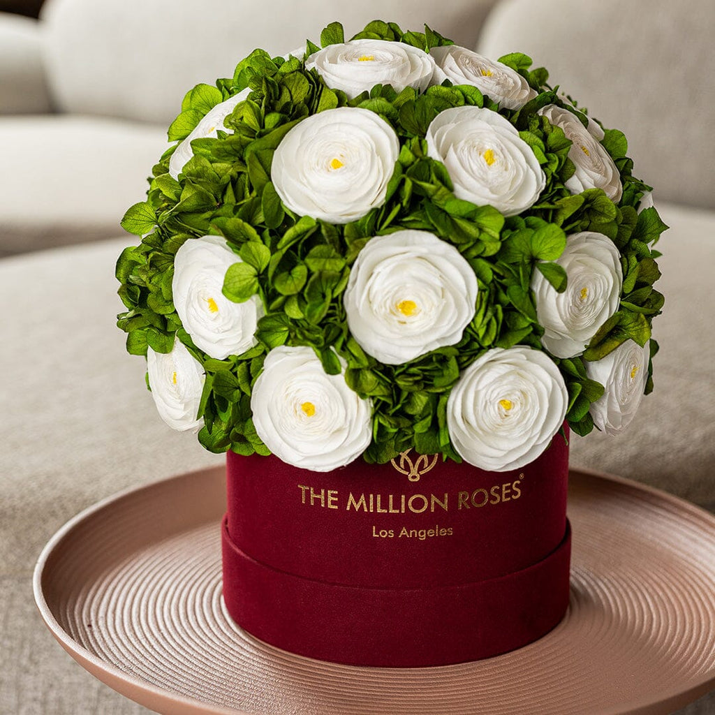 Classic Bordeaux Suede Box | White Persian Buttercups & Green Hydrangeas