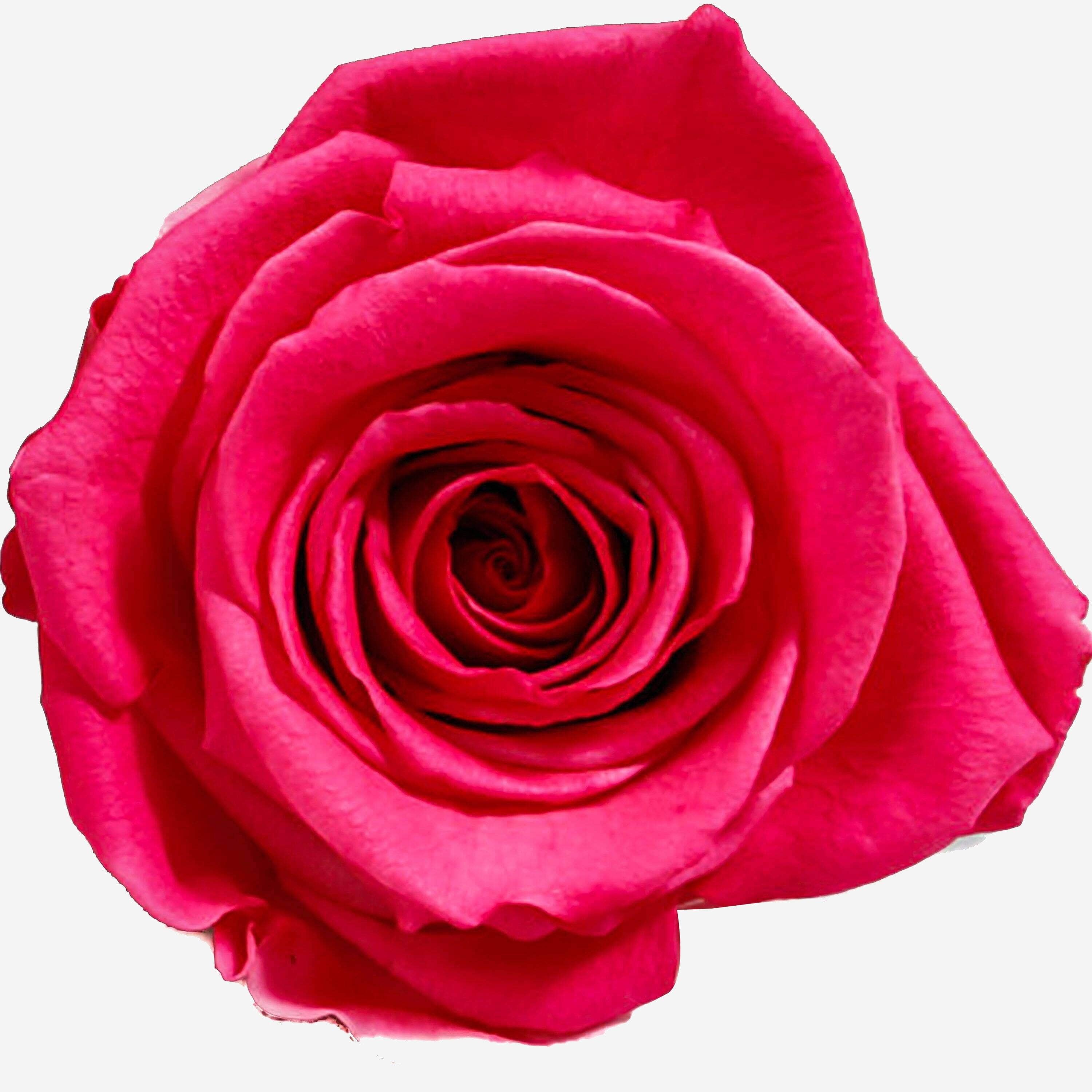 Long Stem Roses | Hot Pink Roses