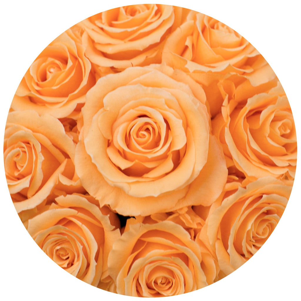 Basic White Box | Peach Roses