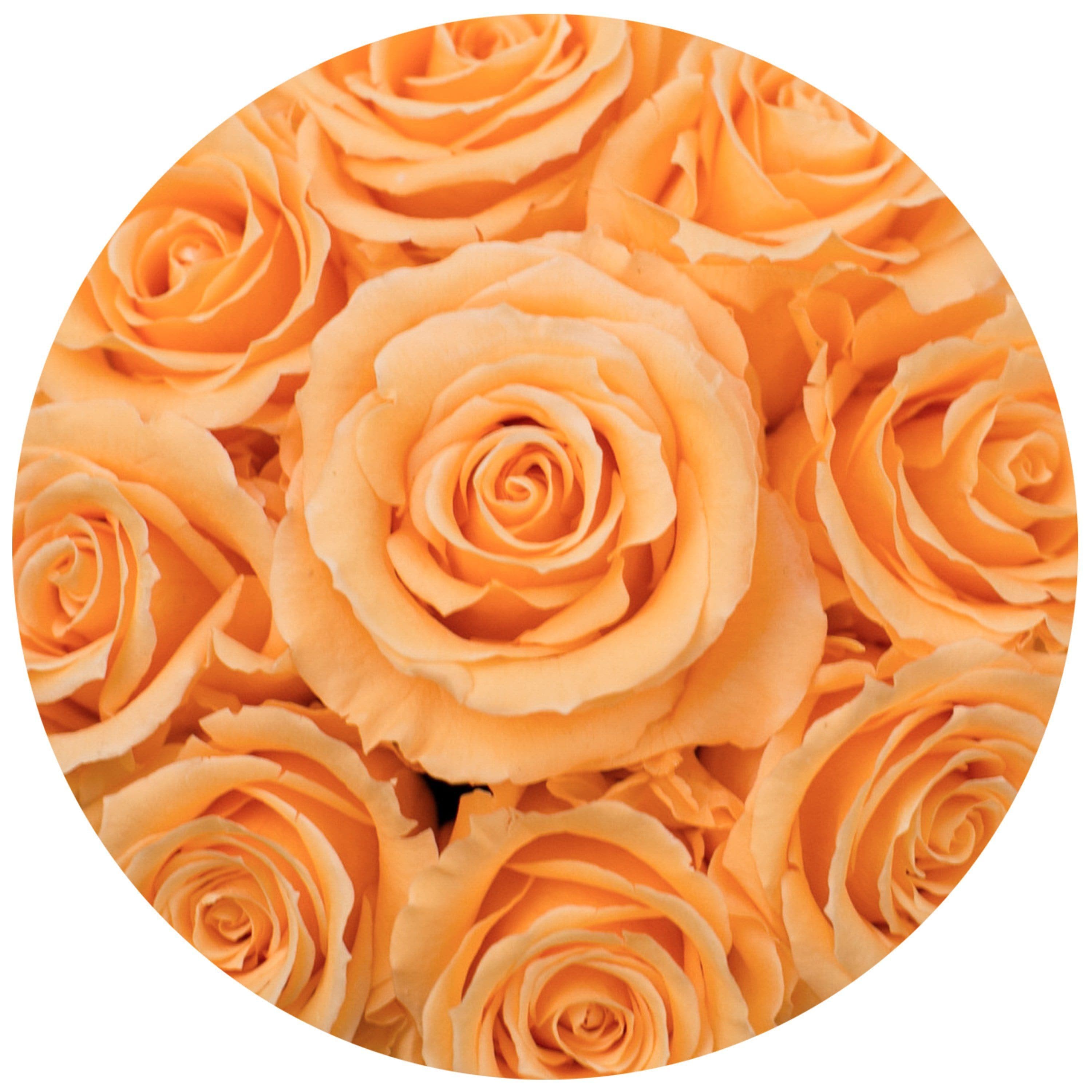 Basic White Box | Peach Roses