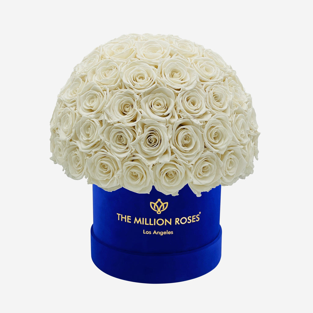 Classic Royal Blue Suede Superdome Box | White Roses